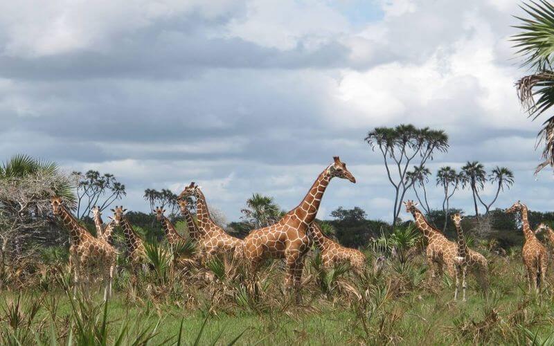 a tower of giraffes grazing in amu ranch